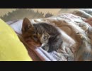 幼猫ダン【２１日目】寝起きは体調が悪い
