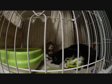 黒猫が家にやってきた！【その 77】ポンちゃん可愛くなりすぎ！！！