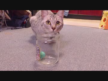 【猫 おもしろ動画】取れそうで取れないビビちゃん Cat playing with bottle
