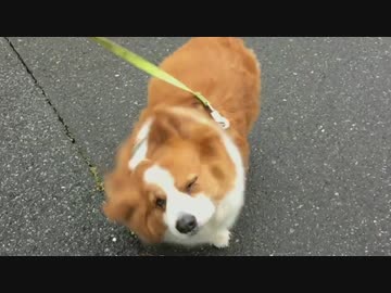 【ハル♀】犬トルネードをスーパースローモーションで録画(コーギー)