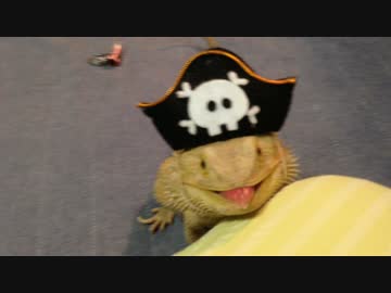 【やや虫注意】フトアゴヒゲトカゲ コスプレご飯タイム