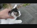 やたら人懐こい子猫が近寄ってきたので撫でまくった