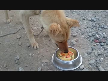 メイリオ1歳の誕生日(担当：母)