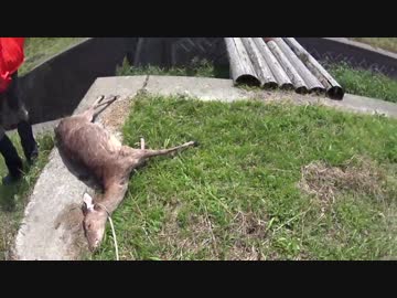 ねこまち On Twitter 実況 鹿狩りを学ぼう ナポリの男たち Https T Co Xmlof02lnl Sm32928683 ニコニコ動画 ここ涙出るくらい笑った