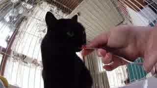黒猫が家にやってきた！【その 80】やっぱちゅ～るはすごいね