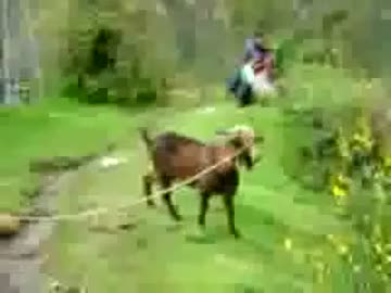人間のような声で鳴くやぎ