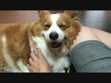 【ハル♀】(●´ϖ`●)ﾆｯｺﾘ(コーギー)