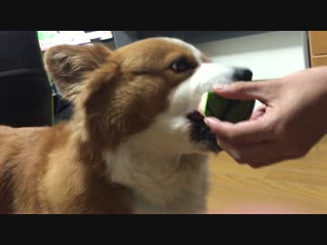 【ハル♀】スイカうめぇ・・・(コーギー)