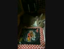 おチョボ〜深夜の寛ぎTime(o^^o)