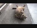 キジトラ猫　ゴロン、ゴロン、からのクロネコと・・・