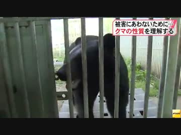 クマの被害に遭わないためには...専門家に聞きました。