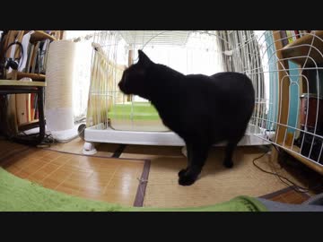 黒猫が家にやってきた！【その 86】初めてポンちゃんがケージを出た