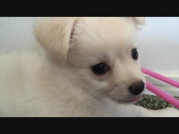 【チワマル】ひなちゃん【Part１】