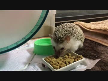 ハリ蔵くん(=ﾟωﾟ)ﾉ邪魔しても食べーーーーる。