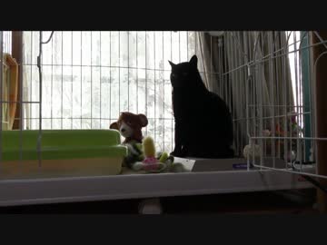 黒猫が家にやってきた！【その 87】ポンちゃんの偵察開始