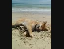 柴犬が海辺で掘りまくる