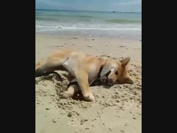 柴犬が海辺で掘りまくる