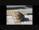 ゆめみネコ v4_flower オリジナル ボカロ曲