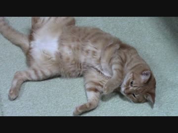 拾いねこ＠生後1421/1388日目　お出迎え・・してくれたら良かったなー動画