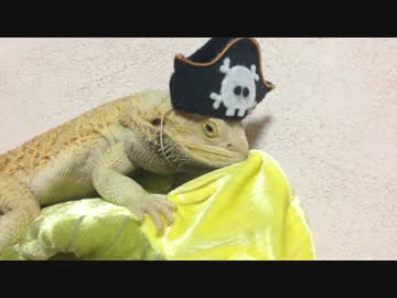 フトアゴヒゲトカゲ ぬいぐるみと交尾に成功する！