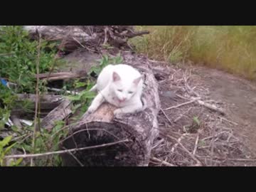 【マーキング】犬と猫の散歩