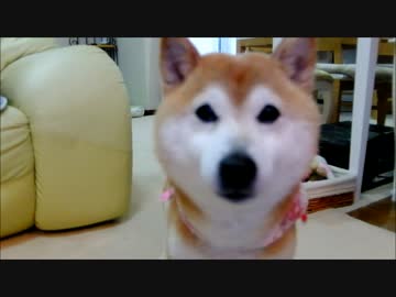 ぐっすり眠る柴犬と猫