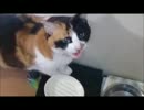 ごはんを求めて鳴く猫の図