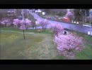 桜の木を空撮してみたかった　その１