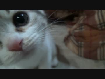 足長マンチカンの子猫が我が家にやってきました