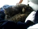 舐め合う猫