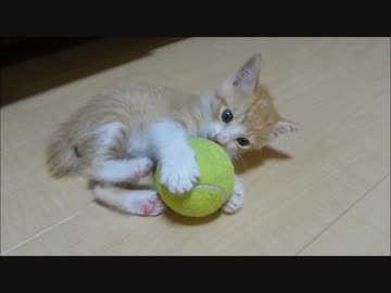 赤ちゃん猫、テニスボールに惨敗・・(笑）