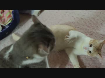 【ティガロビ生活記】遊び疲れた猫たち，ごろん