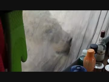 テントの周囲をライオンに囲まれたでござる
