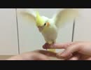 オカメインコのテト 大人の階段登りたい