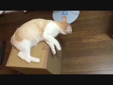 【ティガロビ生活記】ダンボールisアスレチック