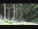 山葵作りに挑戦1年目　第9話これだけのためにやった。後悔はしてない。
