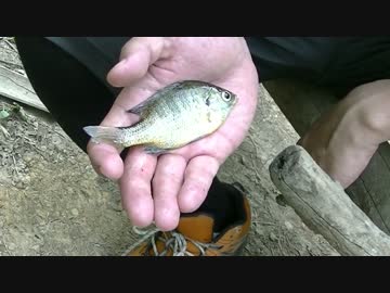 【オトナも遊ぼう】ブルーギル釣ろーZE！【Catch and Eat】