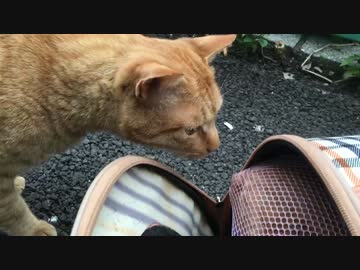人気の 茶トラ3号 動画 91本 ニコニコ動画