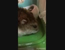 おハム〜食事Time(*^^*)