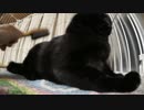 黒猫が家にやってきた！【その96】ケージの外に出ないのは恐れている？