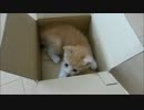 箱 VS 赤ちゃん猫