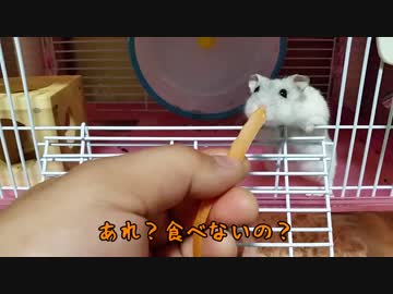 【ハム大福】人参大福【13個目】
