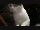 こんしゅうのおやつ【蒼民家の猫々】