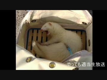 やってもの適当生放送アーカイブ動画　その２９