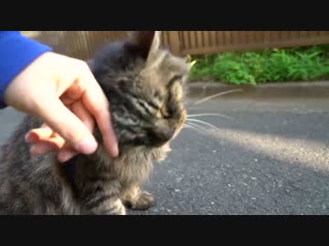 懐こいたぬき、女王猫の孤独を癒す