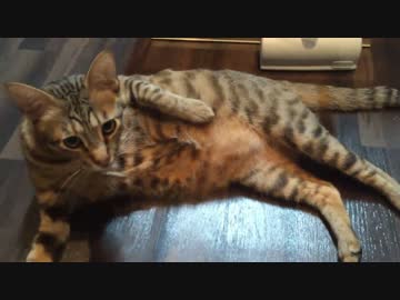 ねこねこ春の体重測定会！！