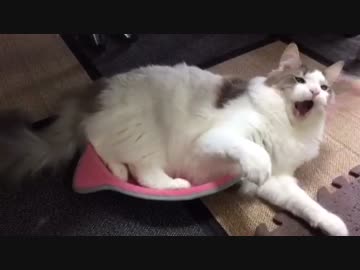 上半身のバネのみで遊ぶモフ猫