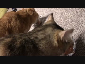 拾いねこ＠生後1425/1392日目　いただいたおやつを一心不乱に食すアコツキ