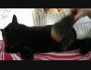 黒猫が家にやってきた！【その100】ポンちゃんもっと甘えてもいいんだよ