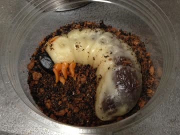 スイーツアート【カブトムシの幼虫】作ってみた